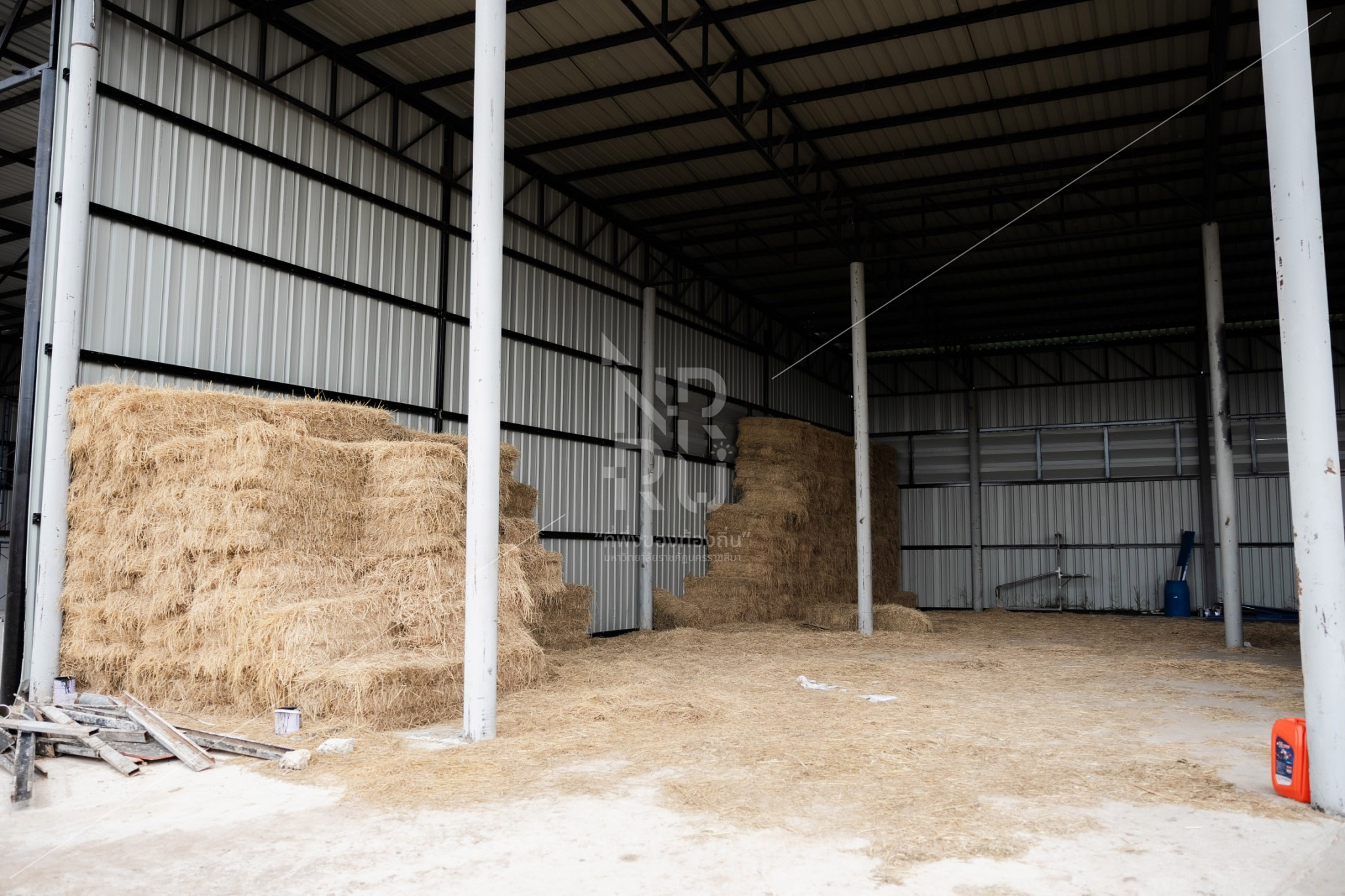 YZ Beef Cattle Farm in Si Khio District (8)